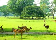 LIPI Usulkan Pembangunan Kebun Raya di Sulteng