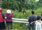 BKSDA Buru Pencuri Monyet Endemik di Kebun Kopi