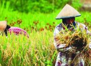 Bulog Sulteng Targetkan Beli 40 Ribu Ton Beras Petani