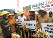 Wabup Samsuri Panen Jagung Bersama TNI dan BPTP Sulteng di Napu