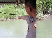 Buaya di Sungai Kalangkangan Menampakkan Diri, Kapolres Tolitoli Minta Warga Tetap Waspada