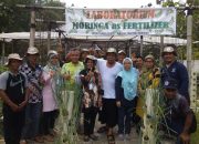 Cerita Petani Nasdem Sulteng dari Blora; Menyulap Daun jadi Duit