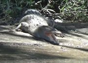 Buaya di Sungai Kalangkangan Tolitoli Kembali Menampakkan Diri, Warga Diminta Waspada