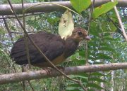 Upaya DSLNG Selamatkan Maleo dari Kepunahan