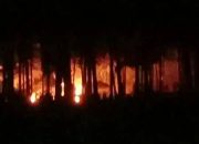 Gawat! 10 Hektar Hutan di Banggai Terbakar Hingga Malam Ini