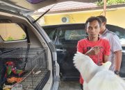 Puluhan Ekor Burung Endemik Maluku Siap Jual Dimedsos Disita Polisi