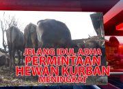 VIDEO : Jelang Idul Adha Permintaan Hewan Kurban Meningkat