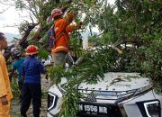 Angin Kencang di Palu, Mobil Mitsubishi Expander Tertimpa Pohon Tumbang