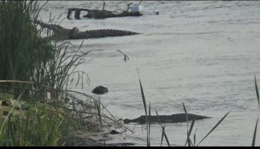 Dua Ekor Buaya Kembali Muncul di Sungai Palu