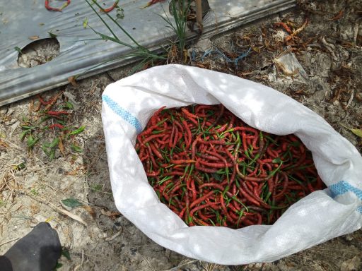 Pasokan Terbatas, Harga Cabai Merah Keriting Mulai Naik