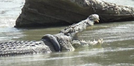 Pecinta Reptil Palu Kritik Sayembara Bebaskan Buaya oleh BKSDA