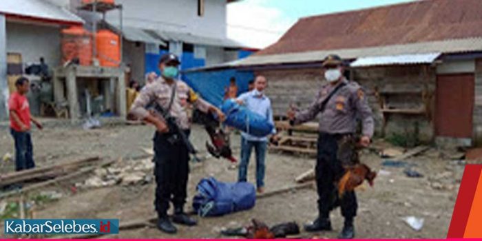 Di Tengah Penanganan Covid-19, Polsek Bahodopi Grebek Judi Sabung Ayam