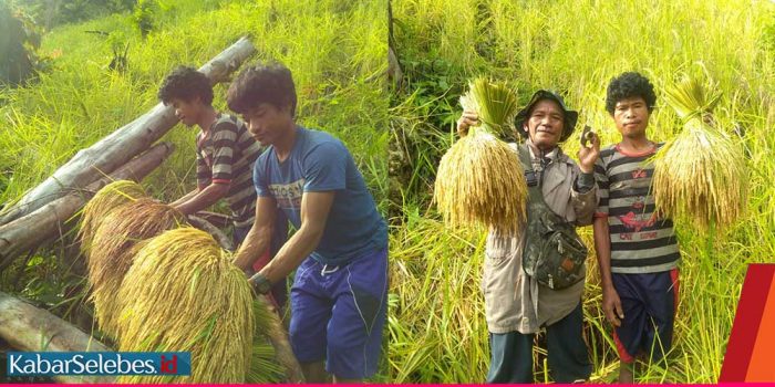 9.552 Hektar Padi Sawah dan Ladang di Morut Siap Dipanen