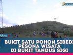 VIDEO : Bukit Satu Pohon Sibedi, Wisata Alam di Bukit Tandus Sigi