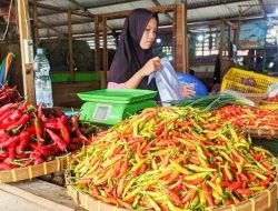 Ngeri, Harga Cabai di Kaltara Kian Pedas, Tembus 200 Ribu Rupiah per Kilogram