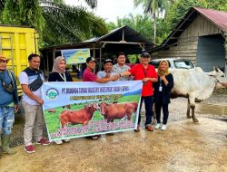 PT BTIG Serahkan 14 Sapi Qurban, Gao Jim Liang: Semoga Program CSR ini Bermanfaat Bagi Masyarakat