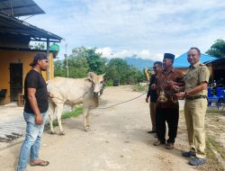 Dinas Bina Marga dan Penataan Ruang Sulteng Kurban 3 Ekor Sapi dan 2 Ekor Kambing