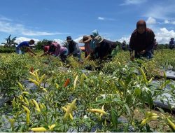 Desa Bantayan Banggai Siap Jadi Kampung Hortikultura