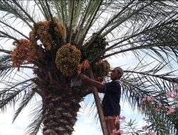 Sebatang Pohon Kurma Tumbuh dan Berbuah di Sigi Jadi Objek Wisata Warga