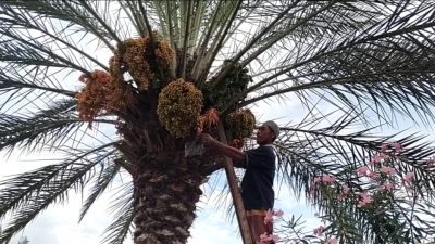 Sebatang Pohon Kurma Tumbuh dan Berbuah di Sigi Jadi Objek Wisata Warga