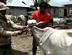 57 Ekor Sapi di Sigi Positif PMK, 33 Dinyatakan Sembuh