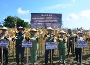 Jaga ketahanan pangan, Pangdam XIII Merdeka dan Bupati Donggala lakukan panen raya jagung