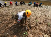 PT IMIP Tanam 100 Ribu Mangrove di Morowali sejak tahun 2017