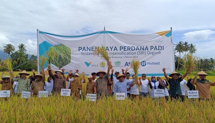 Gandeng PT. Vale, PB Alkhairaat dan BUMA Panen Perdana Padi Organik di Sigi