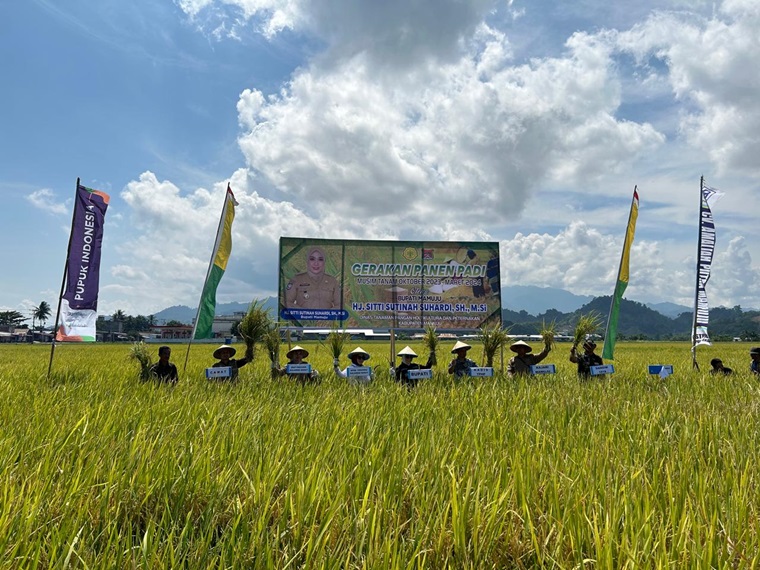 Pupuk Kaltim Dukung Peningkatan Produksi Padi Di Mamuju Melalui Edukasi ...