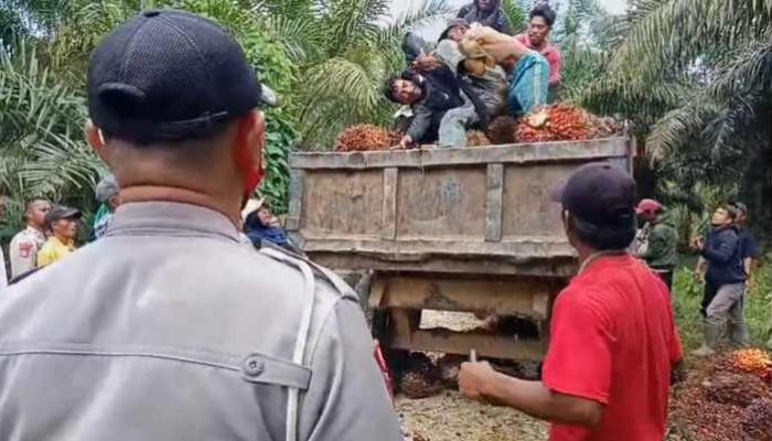 Aksi Panen Paksa berbuntut Penganiayaan Petani Sawit Terjadi di Perkebunan Plasma Buol