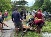 Perkuat Rasa Kebersamaan, IBR Salurkan 13 Ekor Sapi di Momen Idul Adha 1445 H