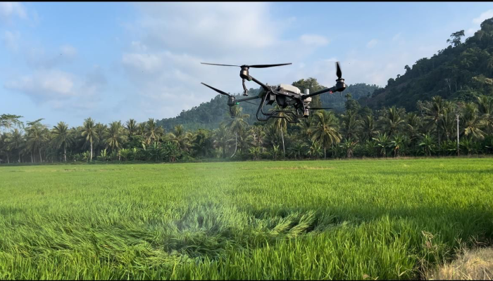 Hebat, Petani di Parigi Moutong Mulai Gunakan Drone Basmi Hama