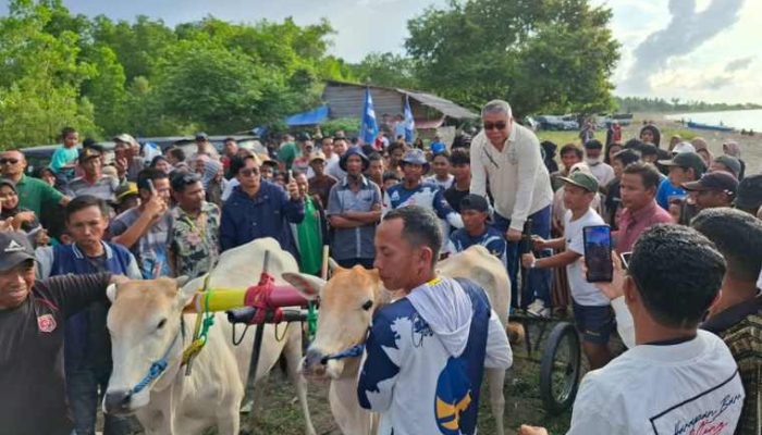 Ahmad Ali Dorong Pengembangan Wisata dan Olahraga Tradisional melalui Lomba Karapan Sapi Donggala